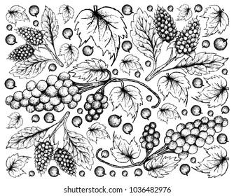 Berry Fruit, Illustration Wallpaper Background of Hand Drawn Sketch of Fresh Amora Verde Berries and Assyrtiko or Asyrtiko Grapes.