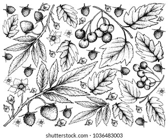 Berry Fruit, Illustration Wallpaper Background of Hand Drawn Sketch of Fresh Atherton Raspberry or Rubus Probus Fruits and American Cranberries.