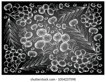 Berry Fruit, Illustration Wallpaper Background of Hand Drawn Sketch of Black Goji or Lycium Ruthenicum Fruits on Black Chalkboard.