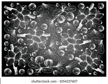 Berry Fruit, Illustration Wallpaper Background of Hand Drawn Sketch of Medinilla Magnifica or Showy Medinilla and Barbados Cherry or Malpighia Emarginata Fruits on Black Chalkboard.