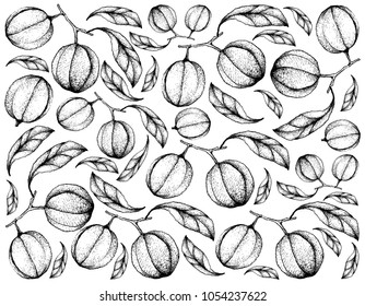 Berry Fruit, Illustration Wallpaper Background of Hand Drawn Sketch of Blushwood Berries or Hylandia Dockrillii Fruits Isolated on White Background. 