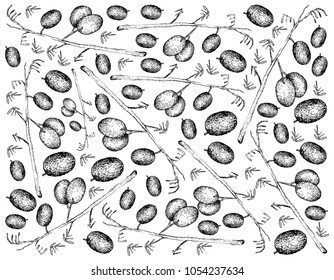 Berry Fruit, Illustration Wallpaper Background of Hand Drawn Sketch of Blueberry Flax Lily or Dianella Caerulea Fruites.