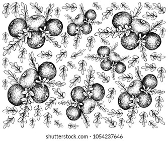 Berry Fruit, Illustration Wallpaper Background of Hand Drawn Sketch of Black Crowberry or Empetrum Nigrum Fruits.