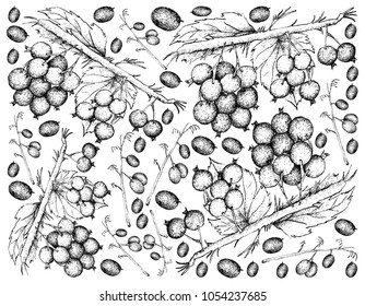 Berry Fruit, Illustration Wallpaper Background of Hand Drawn Sketch of Blueberry Flax Lily or Dianella Caerulea Fruites.