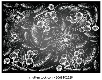 Berry Fruit, Illustration Wallpaper Background of Hand Drawn Sketch of Cherries and Bunchberry, Dwarf Cornel or Cornus Suecica Fruits on Black Chalkboard.

