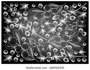 Berry Fruit, Illustration Wallpaper Background of Hand Drawn Sketch of Fresh Calafate Berry or Berberis Microphylla and Cerasus Tianschanica Fruits on Black Chalkboard.