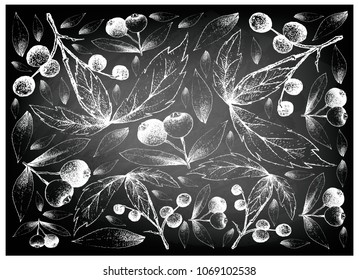 Berry Fruit, Illustration Wallpaper Background of Hand Drawn Sketch of Brush Cherry or Syzygium Australe and Allophylus Edulis or Chal-Chal Fruits on Black Chalkboard.
