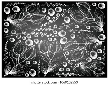 Berry Fruit, Illustration Wallpaper Background of Hand Drawn Sketch of Acai Berries or Euterpe Oleracea and Belimbing Merah, Belimbing Hutan or Baccaurea Angulata Fruits on Black Chalkboard.