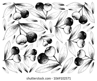 Berry Fruit, Illustration Wallpaper Background of Hand Drawn Sketch of Brush Cherry or Syzygium Australe Fruits. High in Vitamin A and C with Essential Nutrient for Life.
