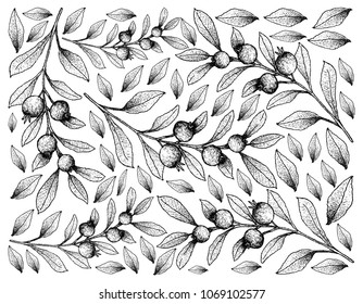 Berry Fruit, Illustration Wallpaper of Background of Hand Drawn Sketch of Cambui Roxo, Rainforest Plum or Eugenia Candolleana Fruits. 