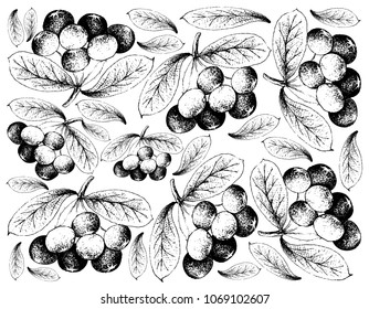 Berry Fruit, Illustration Wallpaper Background of Hand Drawn Sketch of Acai Berries or Euterpe Oleracea Fruits. High in Vitamin A, E and C with Essential Nutrient for Life.