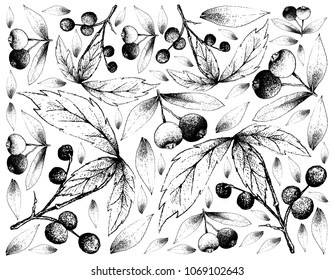 Berry Fruit, Illustration Wallpaper Background of Hand Drawn Sketch of Brush Cherry or Syzygium Australe and Allophylus Edulis or Chal-Chal Fruits.