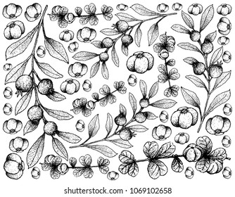 Berry Fruit, Illustration Wallpaper Background of Hand Drawn Sketch of Red and Sweet Canthium Berberidifolium and Cambui Roxo, Rainforest Plum o Eugenia Candolleana Fruits Isolated on White Backgroun
