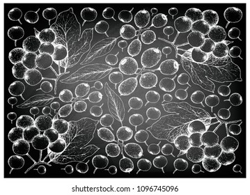 Berry Fruit, Illustration Wallpaper Background of Hand Drawn Sketch of Arrowwood Berries or Globose Berries and Cleistocalyx Operculatus Fruits on Black Chalkboard.