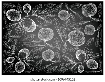 Berry Fruit, Illustration Wallpaper Background of Hand Drawn Sketch of Fresh Bayberry or Myrica Rubra and Cocoplum, Paradise Plum, Abajeru or Chrysobalanus Icaco Fruits on Black Chalkboard.