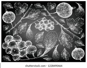 Berry Fruit, Illustration Wallpaper Background of Hand Drawn Sketch of Gooseberries and Jostaberries on Black Chalkboard. 