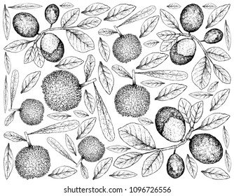 Berry Fruit, Illustration Wallpaper of Hand Drawn Sketch of Fresh Bayberry or Myrica Rubra and Cocoplum, Paradise Plum, Abajeru or Chrysobalanus Icaco Fruits Isolated on White Background. 