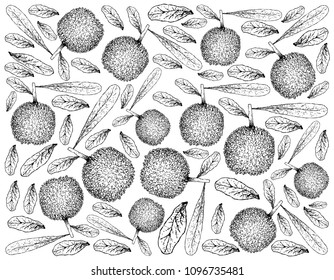 Berry Fruit, Illustration Wallpaper of Hand Drawn Sketch of Fresh Bayberry or Myrica Rubra Fruits Isolated on White Background. High in Vitamin C with Essential Nutrient for Life.