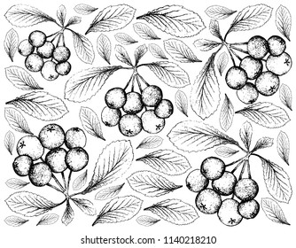 Berry Fruit, Illustration Wallpaper of Hand Drawn Sketch of Firethorn Berries or Pyracantha Fruits Isolated on White Background. 