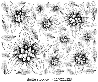 Berry Fruit, Illustration Wallpaper of Hand Drawn Sketch of Dwarf Dogwood or Cornus Canadensis Fruits Isolated on White Background. 
