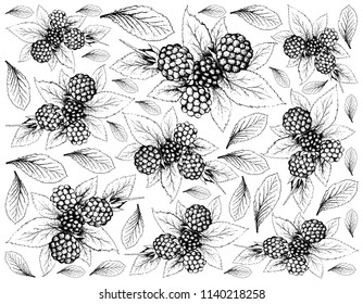 Berry Fruit, Illustration Wallpaper of Hand Drawn Sketch of Fresh Dewberries Fruits Isolated on White Background. A Good Source of Vitamin C and K.