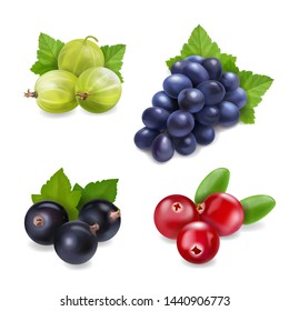 Berry fruit realistic set with isolated. Cranberry, grape, gooseberry and black currant collection.