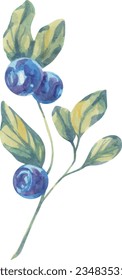 Berry fruit twig vector watercolor. Delicious juicy berry illustration. Summer fruits, foliage, branch. Blueberry, blackberry