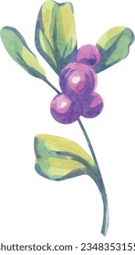 Cubierta vectorial de ramas de frutos de baya. Deliciosa y jugosa ilustración de berry. Frutas de verano, follaje, rama. Arándano azul, morera