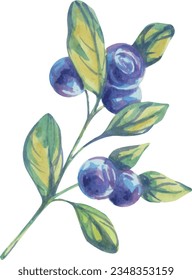 Berry fruit twig vector watercolor. Delicious juicy berry illustration. Summer fruits, foliage, branch. Blueberry, blackberry