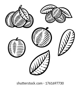 berry fruit vector illustration hand drawn