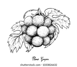 Berry Fruits, Illustration of Hand Drawn Sketch Bunch of Fresh Juicy Pione Grapes Isolated on White Background.