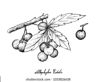 Berry Fruits, Illustration of Hand Drawn Sketch Allophylus Edulis or Chal-Chal Fruits Hanging on The Bunch Isolated on White Background.