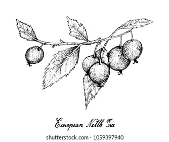 Berry Fruits, Illustration of Hand Drawn Sketch Bunch of European Nettle Tree, Mediterranean Hackberry, Honeyberry or Celtis Australis Fruits Isolated on White Background.