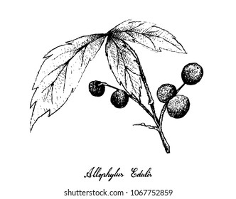 Berry Fruits, Illustration of Hand Drawn Sketch Allophylus Edulis or Chal-Chal Fruits Hanging on The Bunch Isolated on White Background.