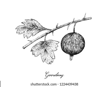 Berry Fruits, Illustration of Hand Drawn Sketch Fresh Gooseberry Isolated on White Background. Good Source of Vitamin C and A.
