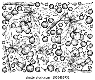 Berry Fruits, Illustration Wallpaper Background of Hand Drawn Sketch Allophylus Edulis or Chal-Chal Fruits Hanging on The Bunch.