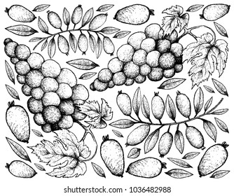 Berry Fruits, Illustration Wallpaper Background of Hand Drawn Sketch Bunch of Red Wine Grapes and Arrayan, Sartre Guava, Strawberry Guava or Calyptropsidium Sartorianum Fruits