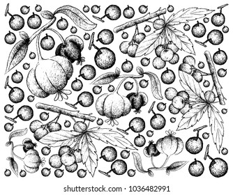 Berry Fruits, Illustration Wallpaper Background of Hand Drawn Sketch Allophylus Edulis or Chal-Chal and Pitanga, Suriname Cherry or Brazilian Cherry Fruits.
