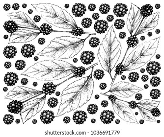 Berry Fruits, Illustration Wallpaper Background of Hand Drawn Sketch American Beautyberry or Callicarpa Americana Fruits on The Branch.