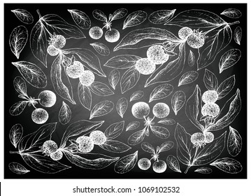 Berry Fruits, Illustration Wallpaper Background of Hand Drawn Sketch Fresh Ceylon Gooseberries and Bog Bilberry or Vaccinium Uiginosum Fruits on Black Chalkboard.
