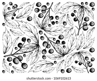 Berry Fruits, Illustration Wallpaper Background of Hand Drawn Sketch Allophylus Edulis or Chal-Chal Fruits.