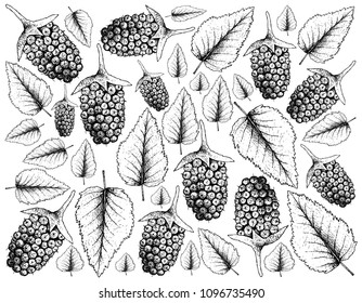 Berry Fruits, Illustration Wallpaper of Hand Drawn Sketch Delicious Fresh Boysenberry or Rubus Ursinus Fruit With Green Leaves Isolated on White Background.
