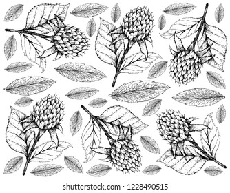 Berry Fruits, Illustration Wallpaper of Hand Drawn Sketch Delicious Fresh Korean Black Raspberries or Rubus Coreanus Fruits With Green Leaves Isolated on White Background.