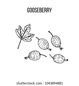 Berry hand drawn collection, gooseberry, vector illustration