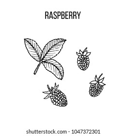 Berry hand drawn collection, raspberry, vector illustration