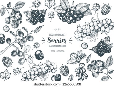 5,131 Blackberry Botanical Illustration Images, Stock Photos & Vectors ...