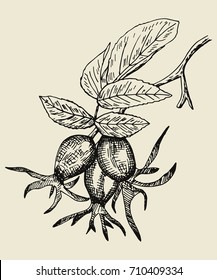 berry hawthorn branch with leaves vector illustration. hand drawing
