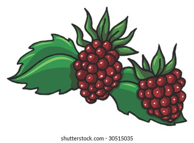 Berry Isolated Fruit