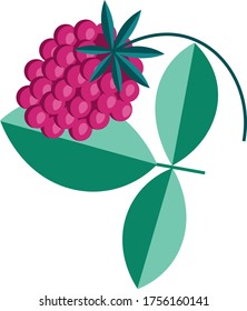 
berry raspberry pink vector illustration and leaf
