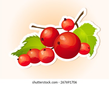 berry, ripe, bright, : red currant, red years, sorrel,